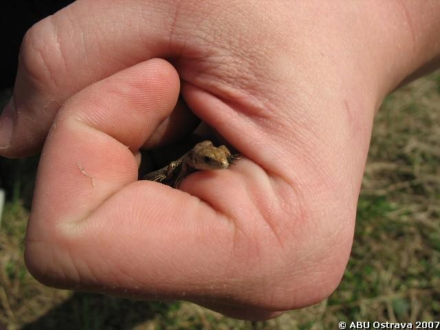 img00051.jpg